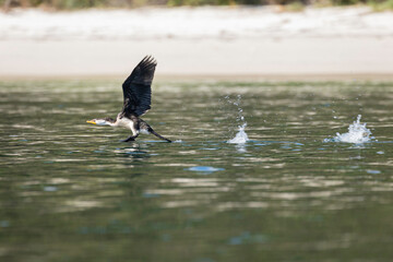 Little Pied Cormorant taking-off, Jervis Bay, NSW, April 2022