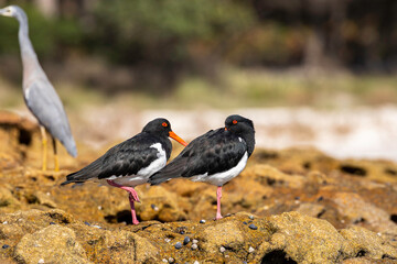Pied Oystercatcher on rocks, Jervis Bay, NSW, April 2022