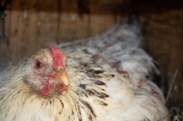 chicken sits on the nest incubates eggs, household