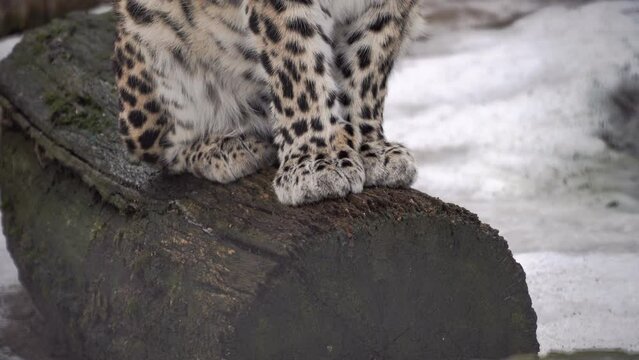 Leopard on hunt, walking on its territory. Leopard is a species of carnivorous mammals of the cat family, one of the five representatives of the panther genus, belonging to the subfamily of big cat
