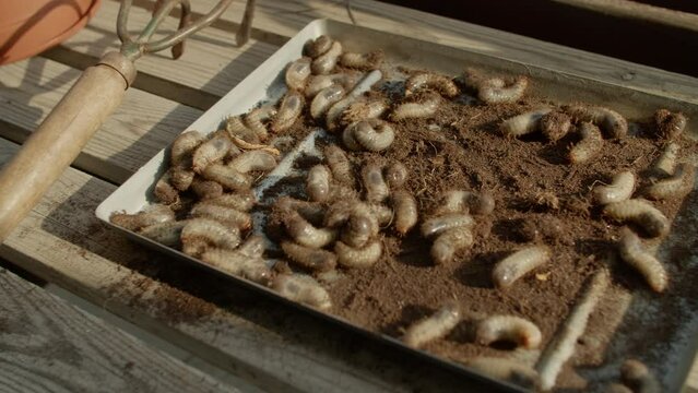 Balcony Gardening scene with cockchafer grubs and a hand grubber