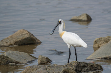 black-faced spoonbill foraging in wetland