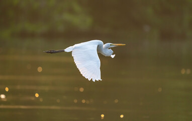 Great White Egret fishing on a lake