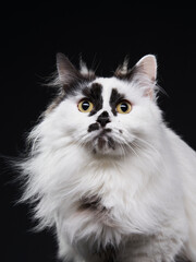 funny black and white munchkin cat. Pet on a black background in studio