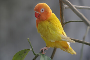 The beauty of a love bird lutino type with bright orange and yellow feather color. This bird has the scientific name Agapornis sp.