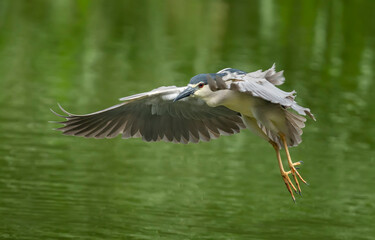 Adult Black-crowned Night-Heron(Nycticorax nycticorax hoactli)  flying over  wetlands