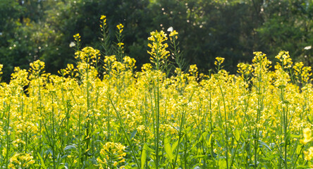 rapeseed field in the springtime