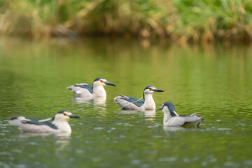 Adult Black-crowned Night-Heron(Nycticorax nycticorax hoactli)  flying over  wetlands