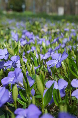 Violet, flower, Ukraine,  spring
