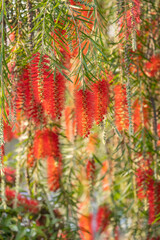 Naklejka na ściany i meble Callistemon rigidus plant with green and red leaves citrius