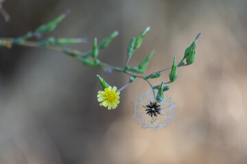 The grass grows with dandelion and yellow flower