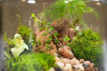Florarium with different kinds of plants. Home decoration