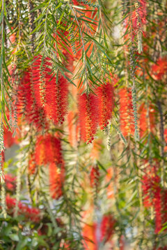 Callistemon rigidus plant with green and red leaves citrius