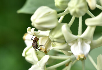 Macro nature life insect on the crown flower is very fresh life in the summer.