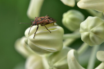 Macro nature life insect on the crown flower is very fresh life in the summer.