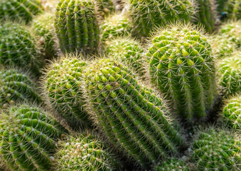 Natural background cactus close up
