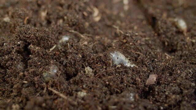 Cockchafer grubs digging through soil