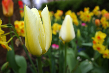 Cheerfully colored flowerbed with various spring flowers. In the foreground a lovely yellow-green tulip. In the background out of focus yellow-orange daffodils.