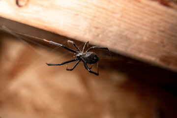 Black Widow Spider with Saw Dust on its Body and Legs on Web