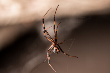 Spider with Hourglass Figure Clinging on Web