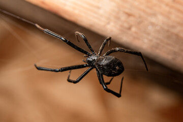 Dirty Black Widow Spider Hanging on Web