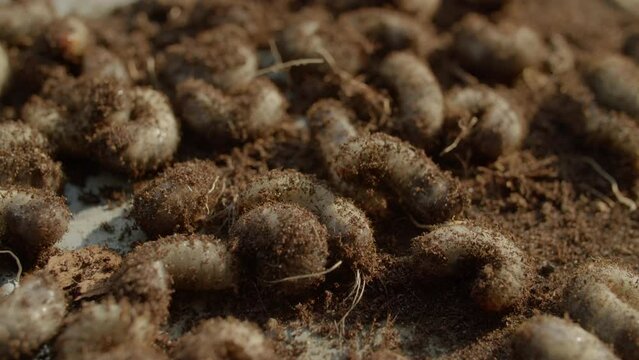 Close up of cockchafer grubs
