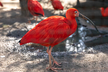 Close-up, red ibis in the wild against a blurred background.