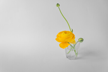 Single beautiful yellow ranunculus flower with green sprouts in a glass of water, isolated on white background.