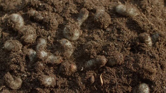 Cockchafer grubs starting to move in soil