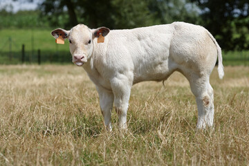 Young white bull in the meadow