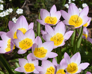 Tulipa bakeri, Lilac Wonder