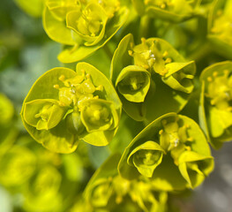 Rollers spurge, Euphorbia myrsinites