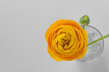 Top view of beautiful yellow ranunculus flower with green sprout in a glass of water, isolated on white background.