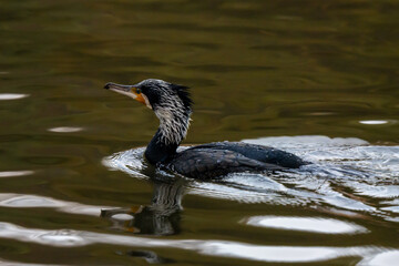 great crested grebe