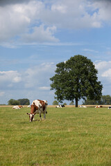 Rural landscape scene of meadow with cow en tree