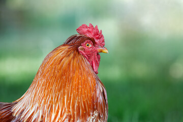 Portrait of red brown rooster isolated
