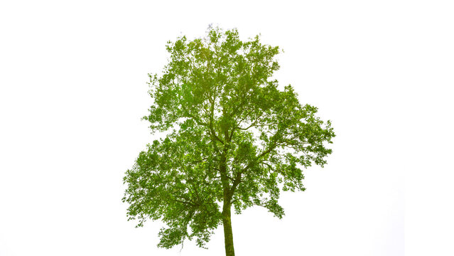 Big natural green tree isolated on white background for cover page illustration design and other artwork.