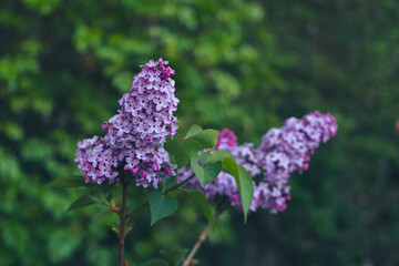 Beautiful fresh purple lilac flowers in full bloom in the garden, close up, selective focus. Blooming syringa vulgaris, floral spring background.