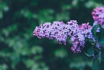 Beautiful fresh purple lilac flowers in full bloom in the garden against green leaves natural background, close up, selective focus. Blooming syringa vulgaris, floral spring backdrop.