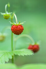 Poziomki owocujące larem na łące
