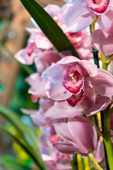 Boat Orchid, Cymbidium. Pink blooming flowers and green orchid leaves. Copy space and blurry...