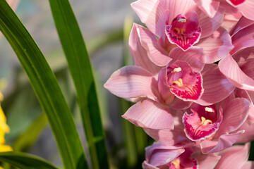 Boat Orchid, Cymbidium. Pink blooming flowers and green orchid leaves. Copy space and blurry...