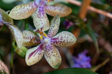 Phalaenopsis Rheingold hybrid orchid. Yellow red dotted petals. Blurry background behind flowers and stems. Copy space. 