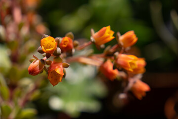 Close up of pink echeveria succulent flowers. Vibrant orange and pink flowers on a blurry background. 