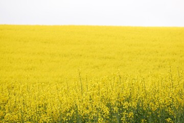 Étendue jaune d'un champ de colza en fleurs