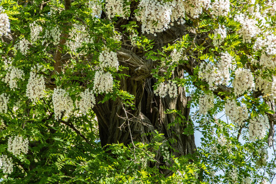 bl&uuml;hende Robinie Robinia Pseudoacacia False Acacia Flowers