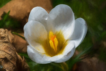 Fine art, artwork. Digital abstract oil painting of white Crocus petals, and stamen in a natural woodland setting.