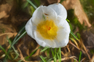 Fine art, artwork. Digital abstract oil painting of white Crocus petals, and stamen in a natural woodland setting.