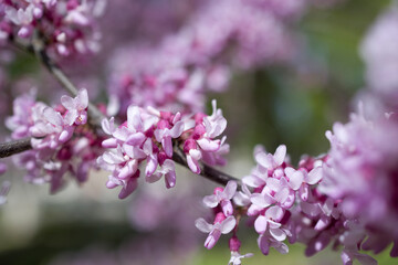 Blossoming branch of Judas tree (Chinese Redbud Tree) . Soft focus