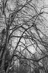 Bare tree branches against cloudy sky, black and white photo. Nature landscape scene. Ecological disaster, environmental protection